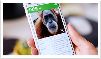 Mobiles Webdesign und Mobile Online-Lösung für den Zoom Zoo Gelsenkirchen | by bgp e.media - Tierdetailseite Asien